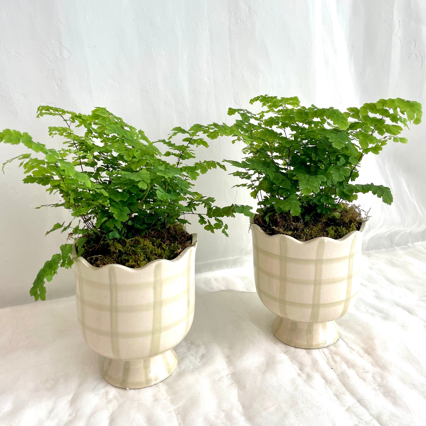 Maiden Hair Fern in Footed Pot