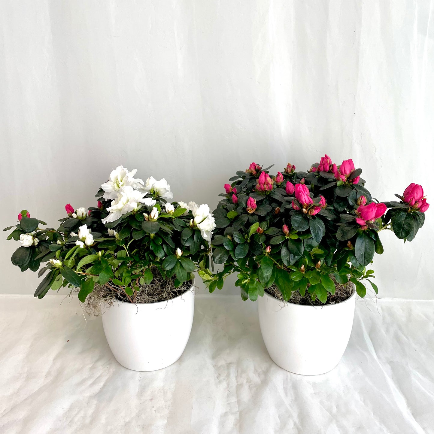 Azalea Plant in Ceramic Pot