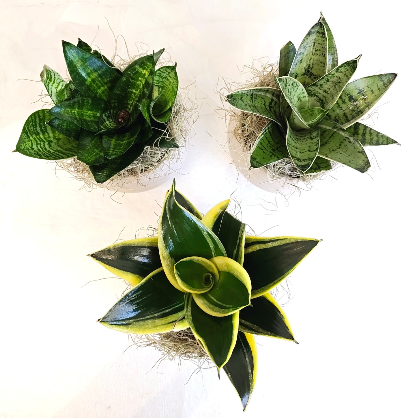 Assorted Birds Nest Sansevieria
