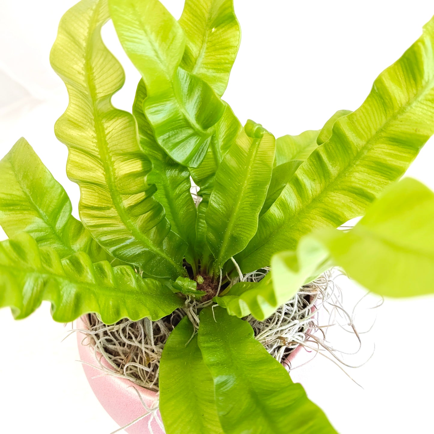 Crispy Wave Fern in Pink Pot