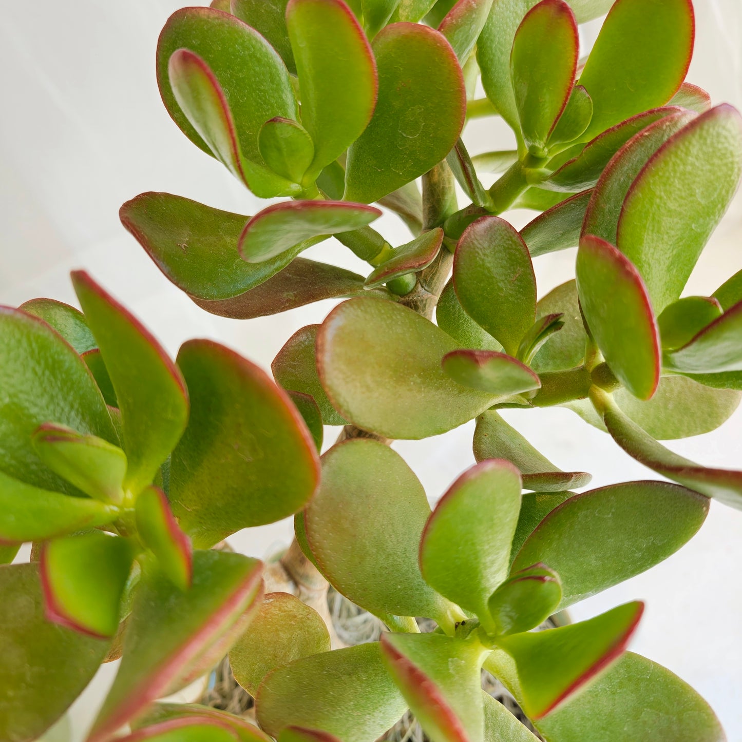 Jade Plant