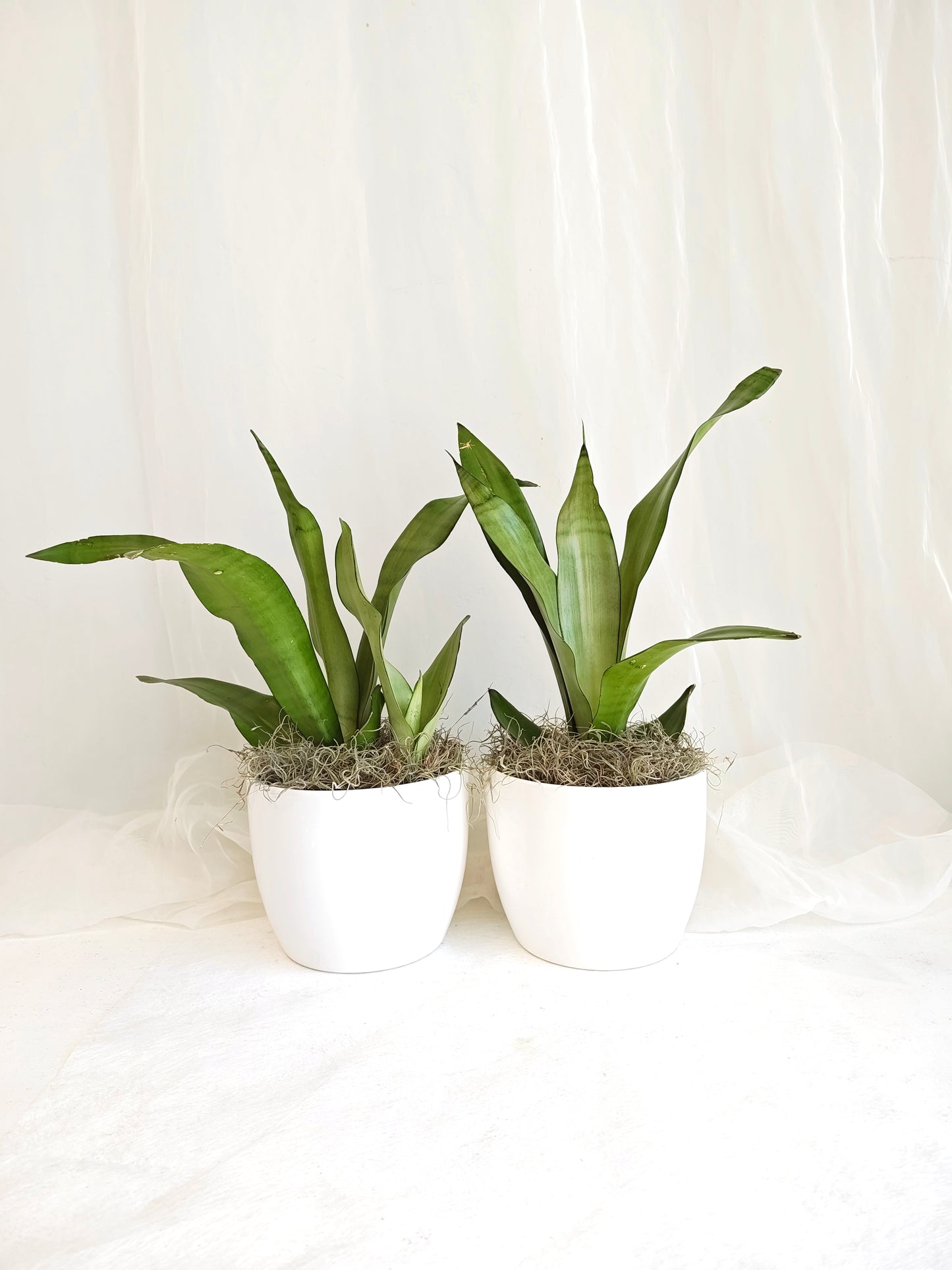 Sansevieria Moonshine