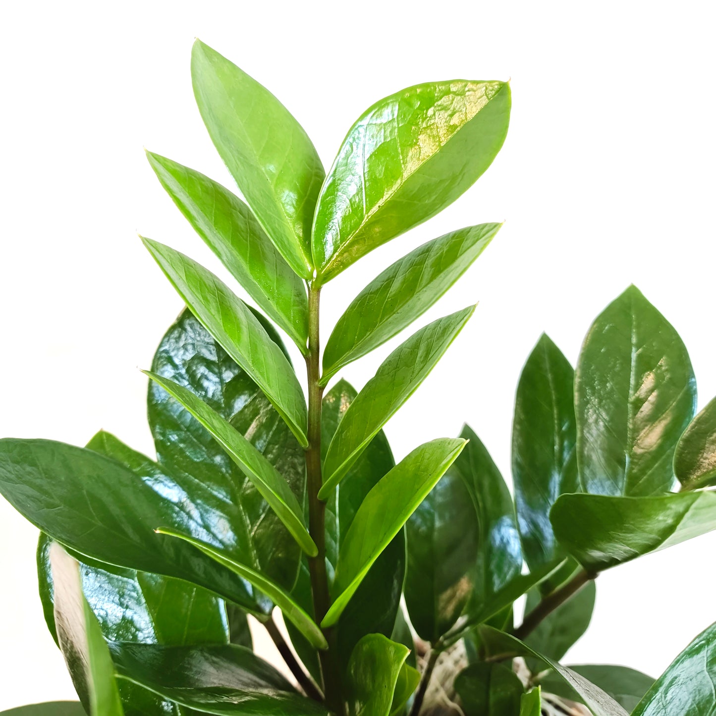 ZZ Plant in Light Brown Pot