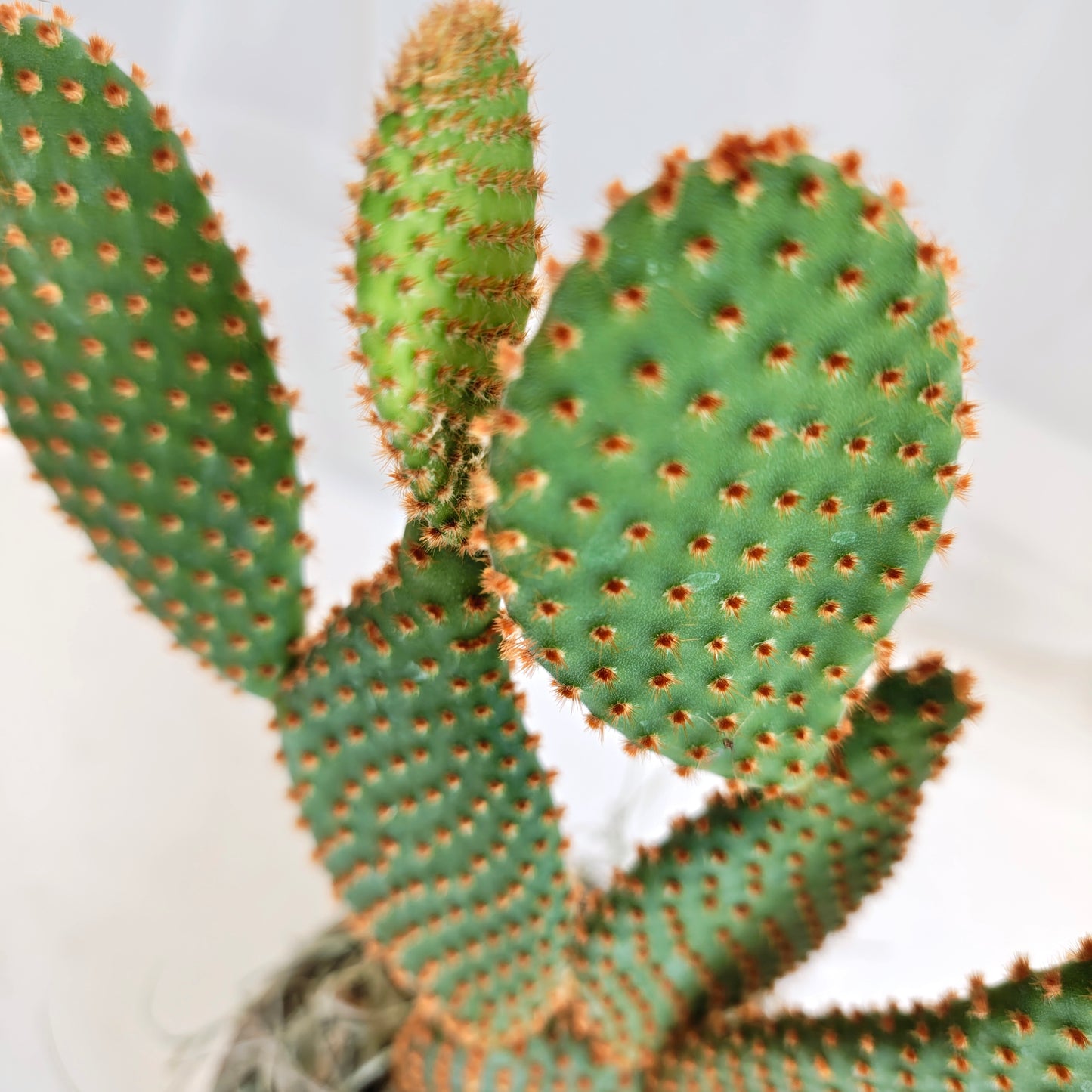 Bunny Ear Cactus