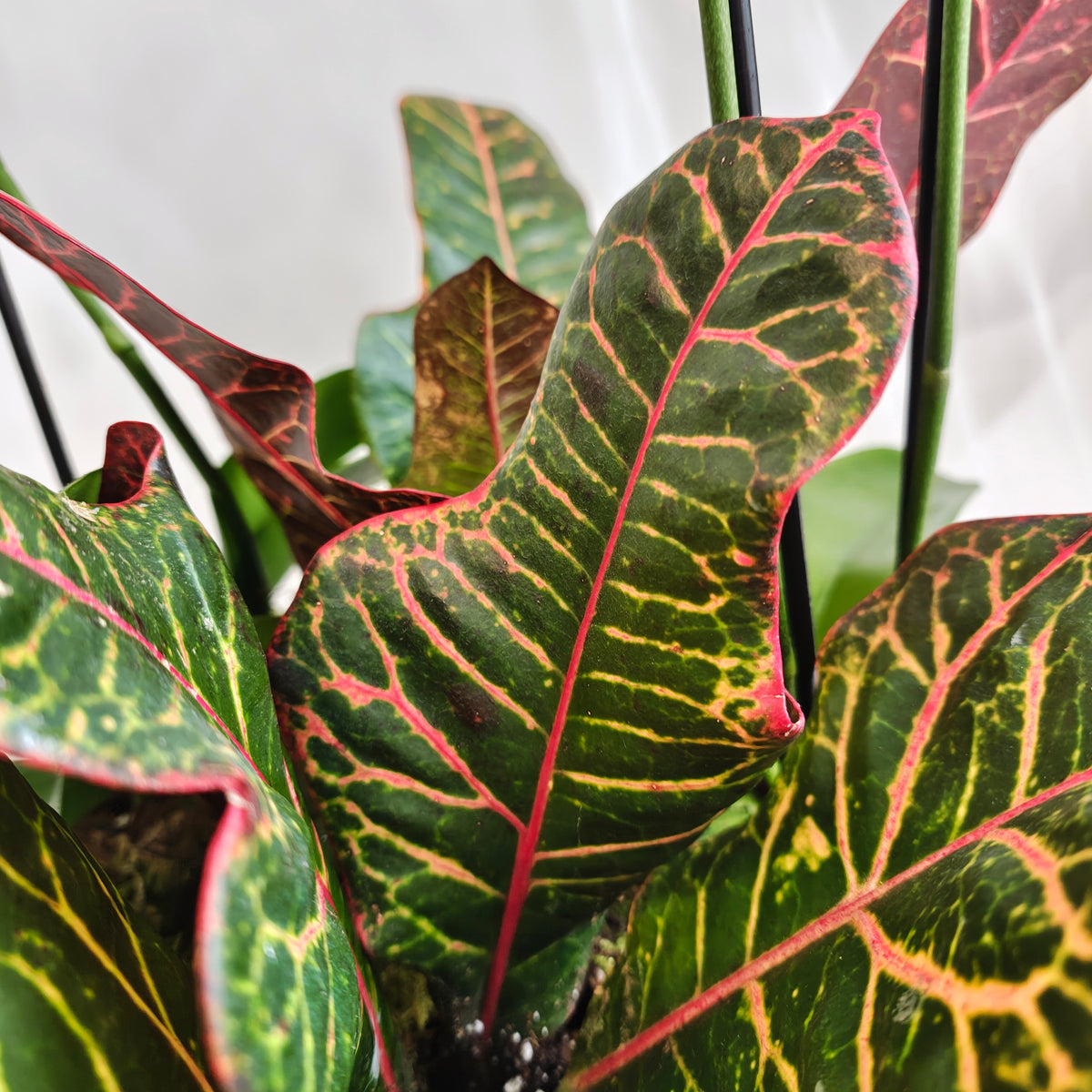 Mini Orchid & Croton Planter