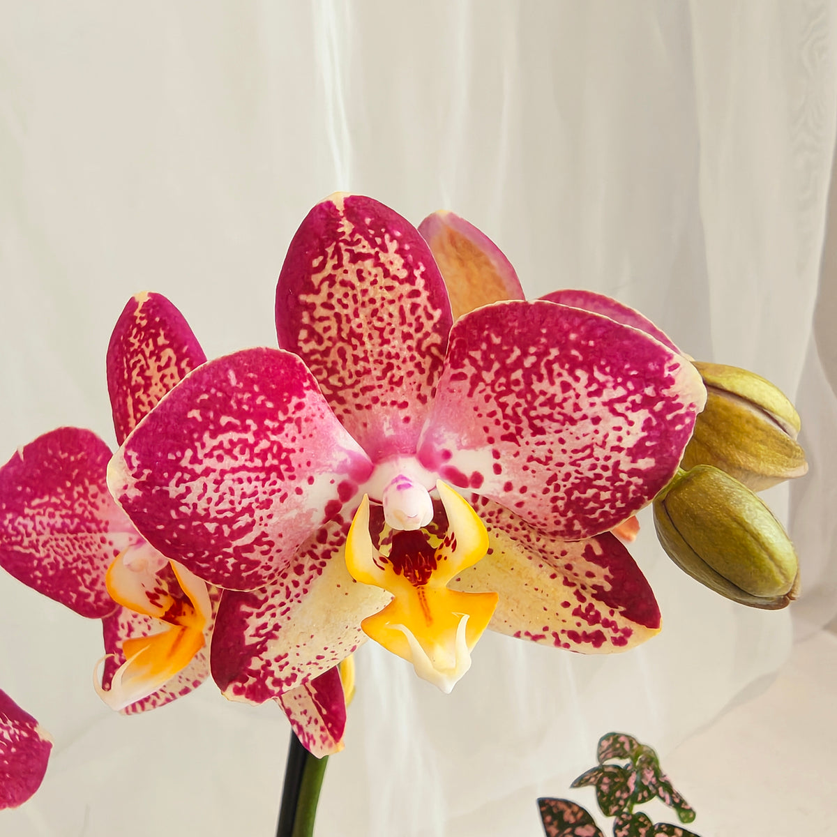 Mini Orchid & Polka Dot Plant Bowl