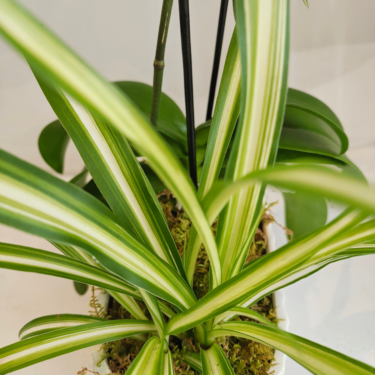 Mini Orchid & Spider Plant Planter