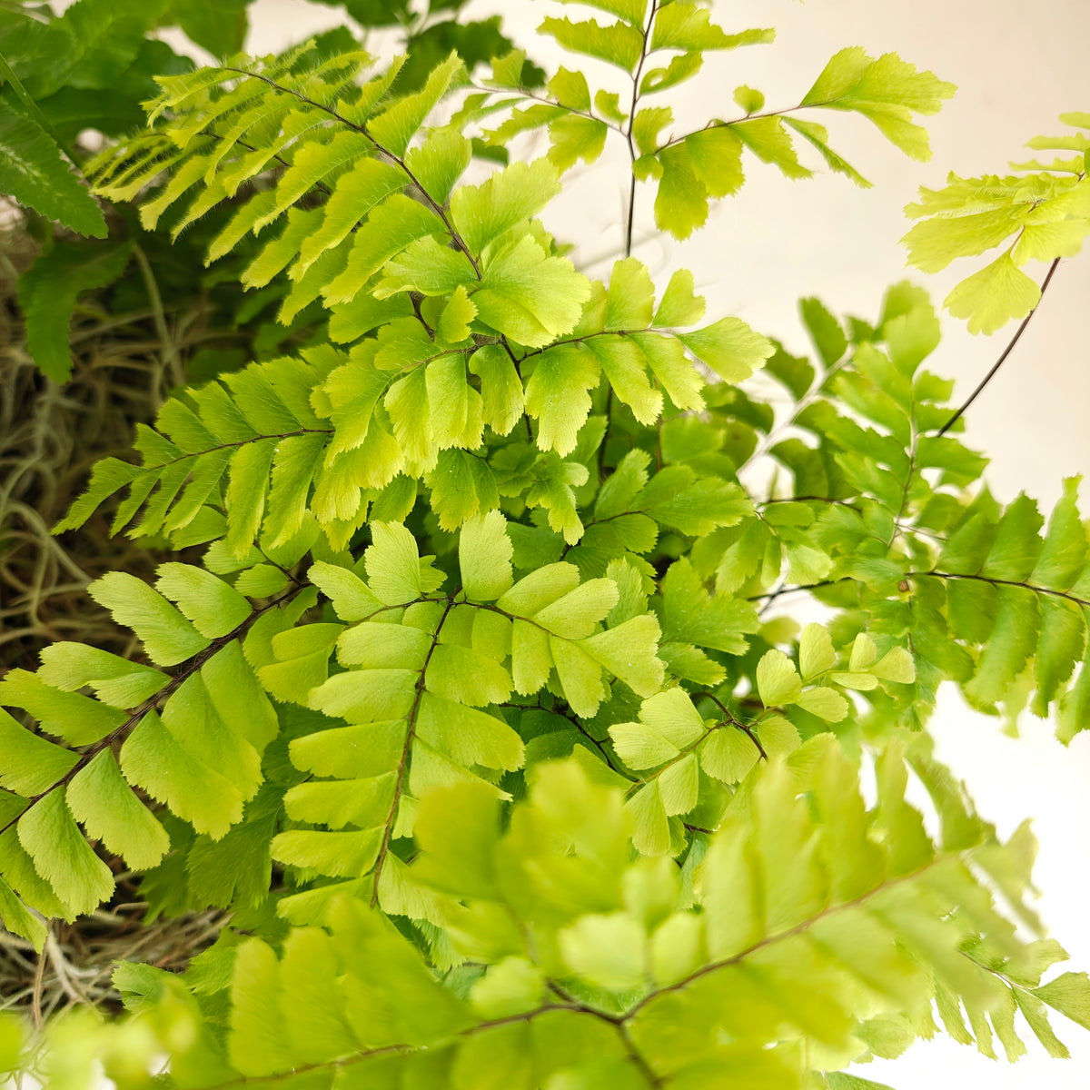 Mixed Fern Planter