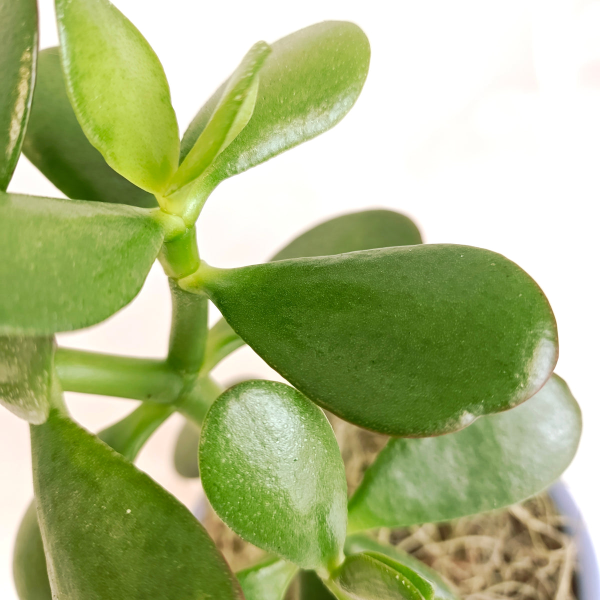 Jade Plant in Blue Pot