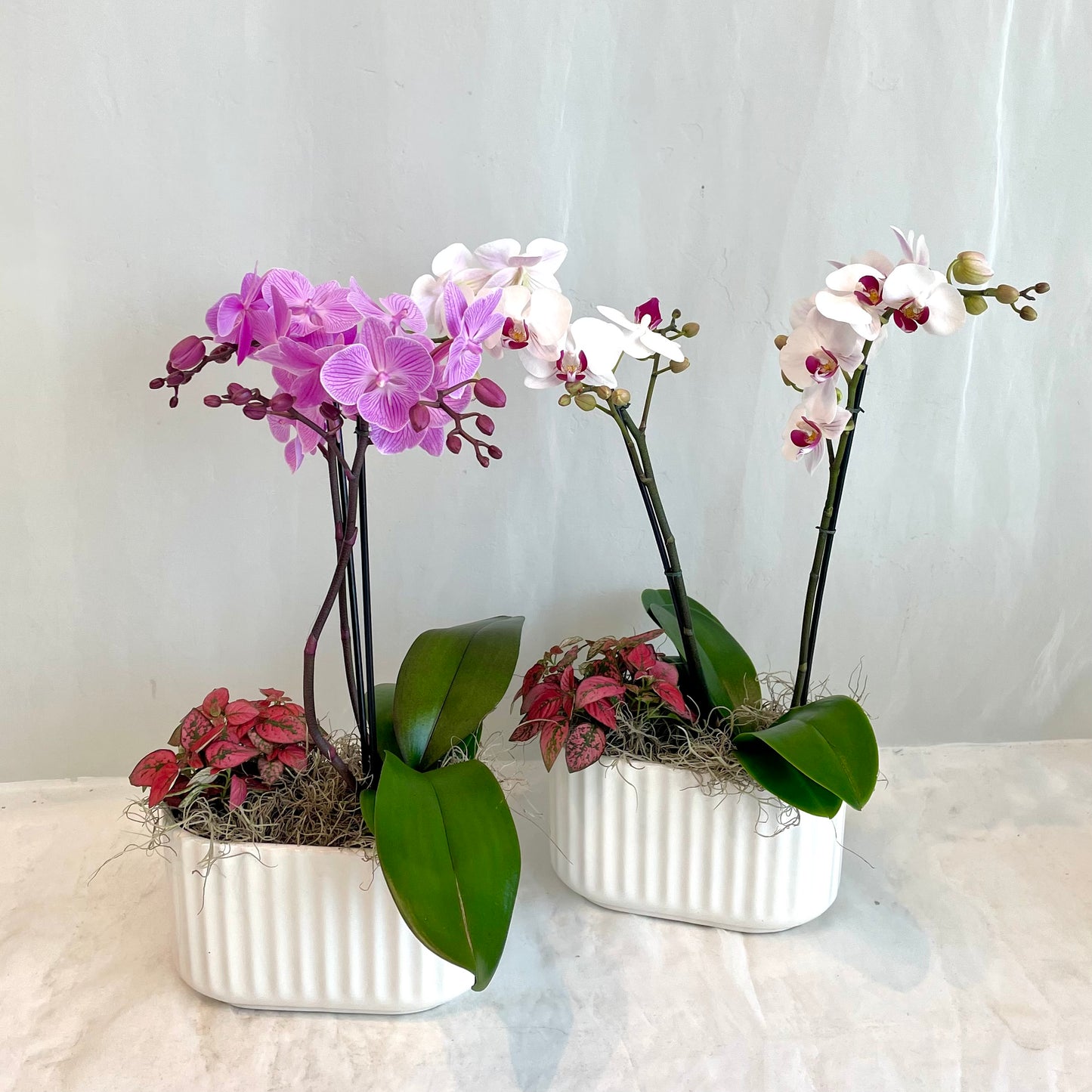 Mini Double Stem Orchid with Polka-Dot Plant