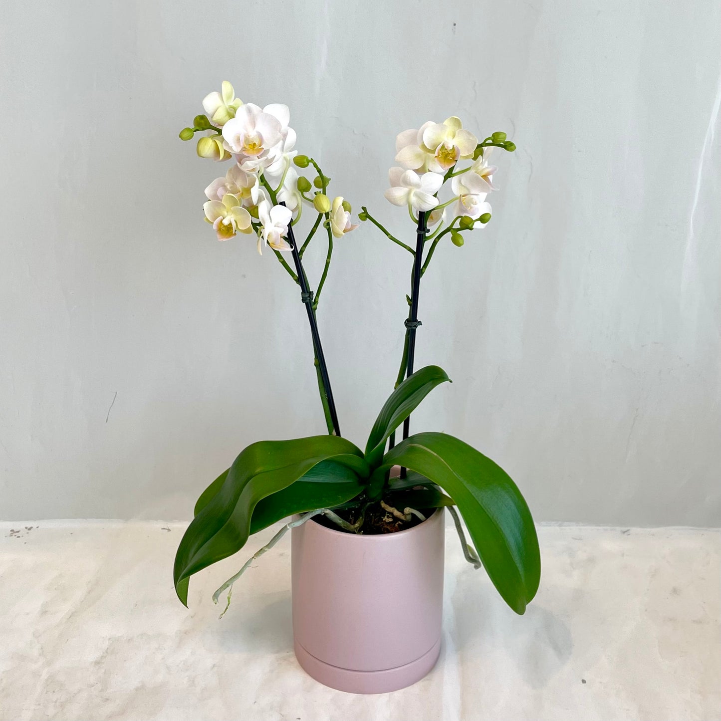 Mini Orchid in Light Pink Pot