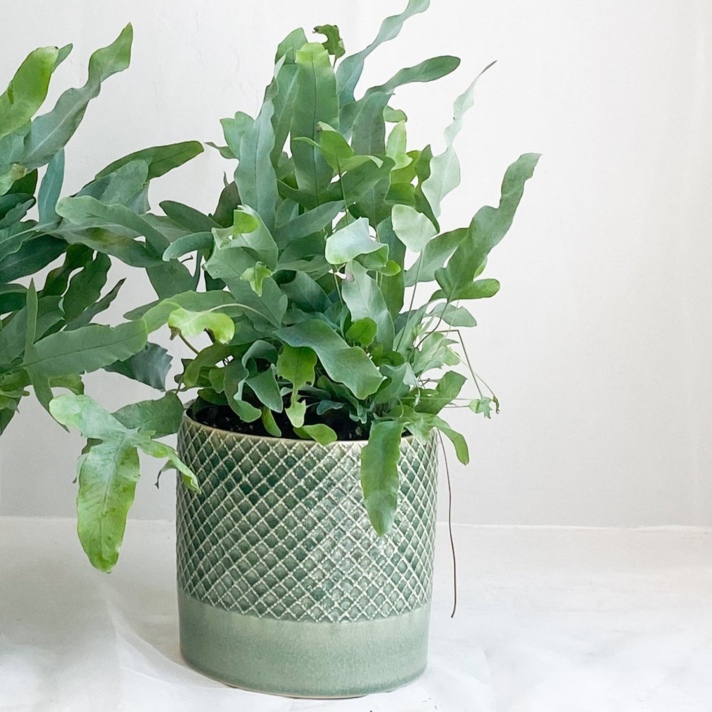 Blue Star Fern