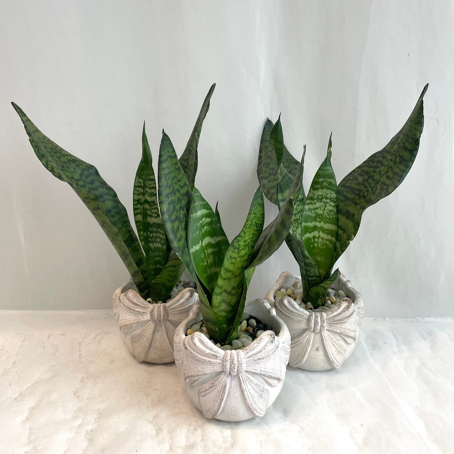 Sansevieria in Stoneware Bow Pot