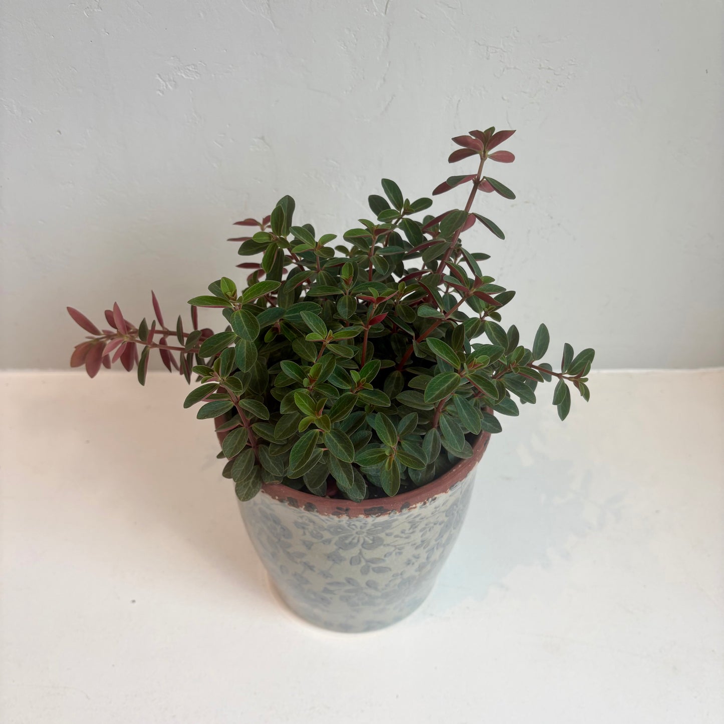 Red Twist Peperomia
