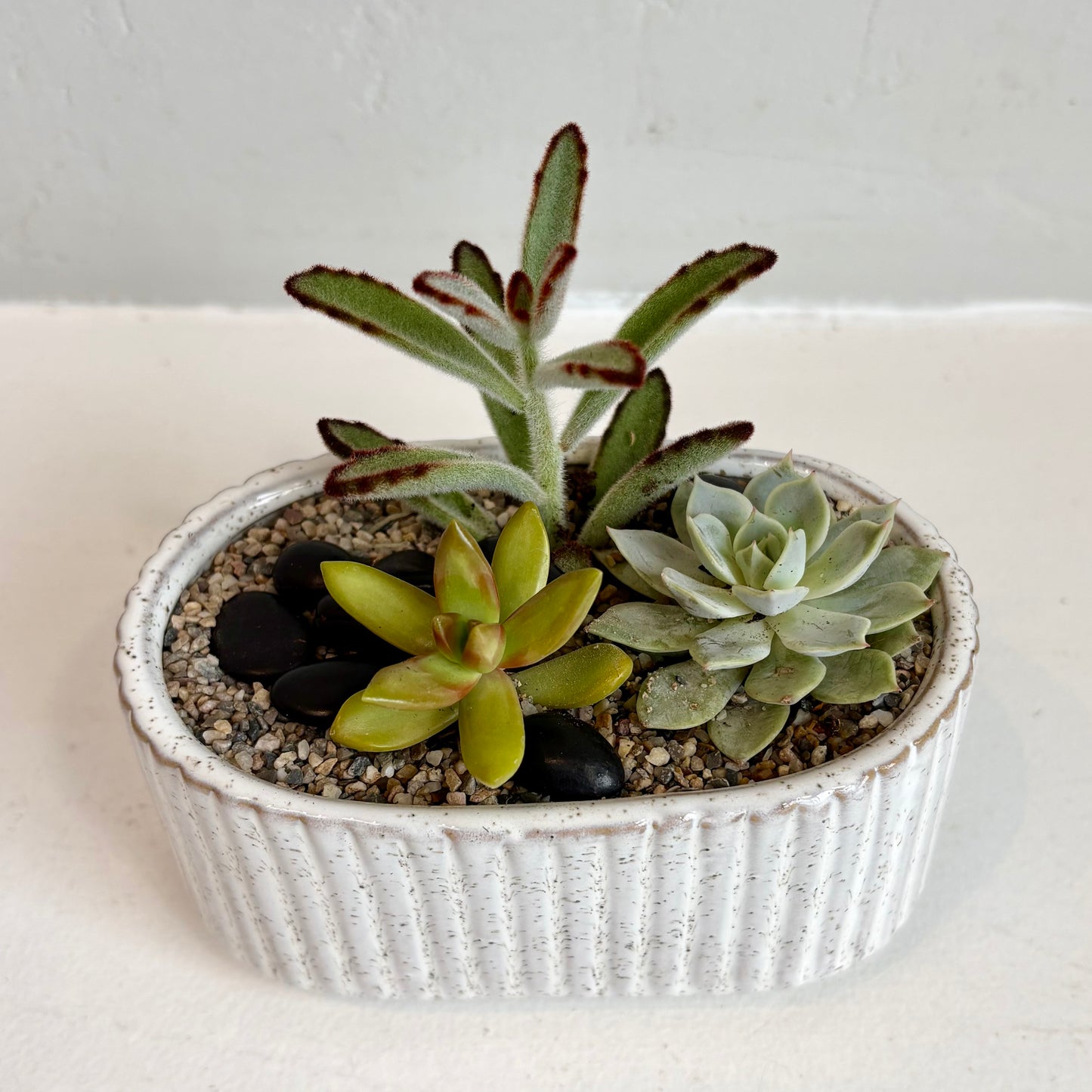 Mini Succulent Garden