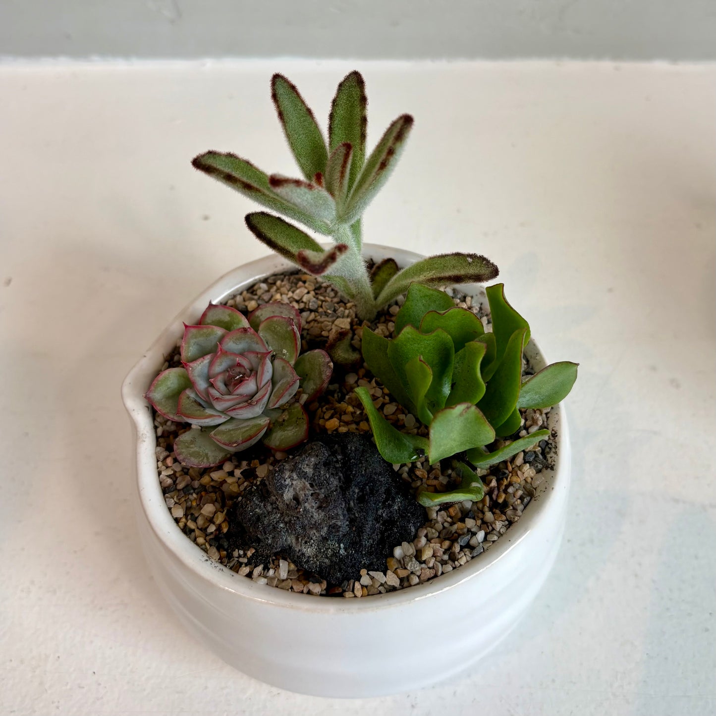 Mini Succulent Garden