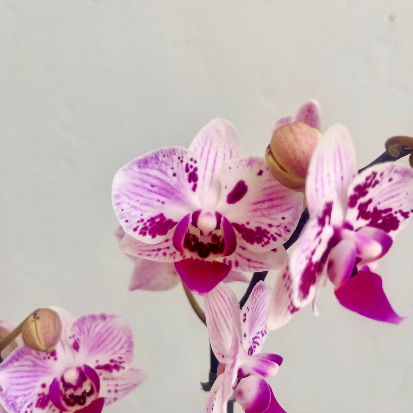 Mini Orchid in Purple Pot