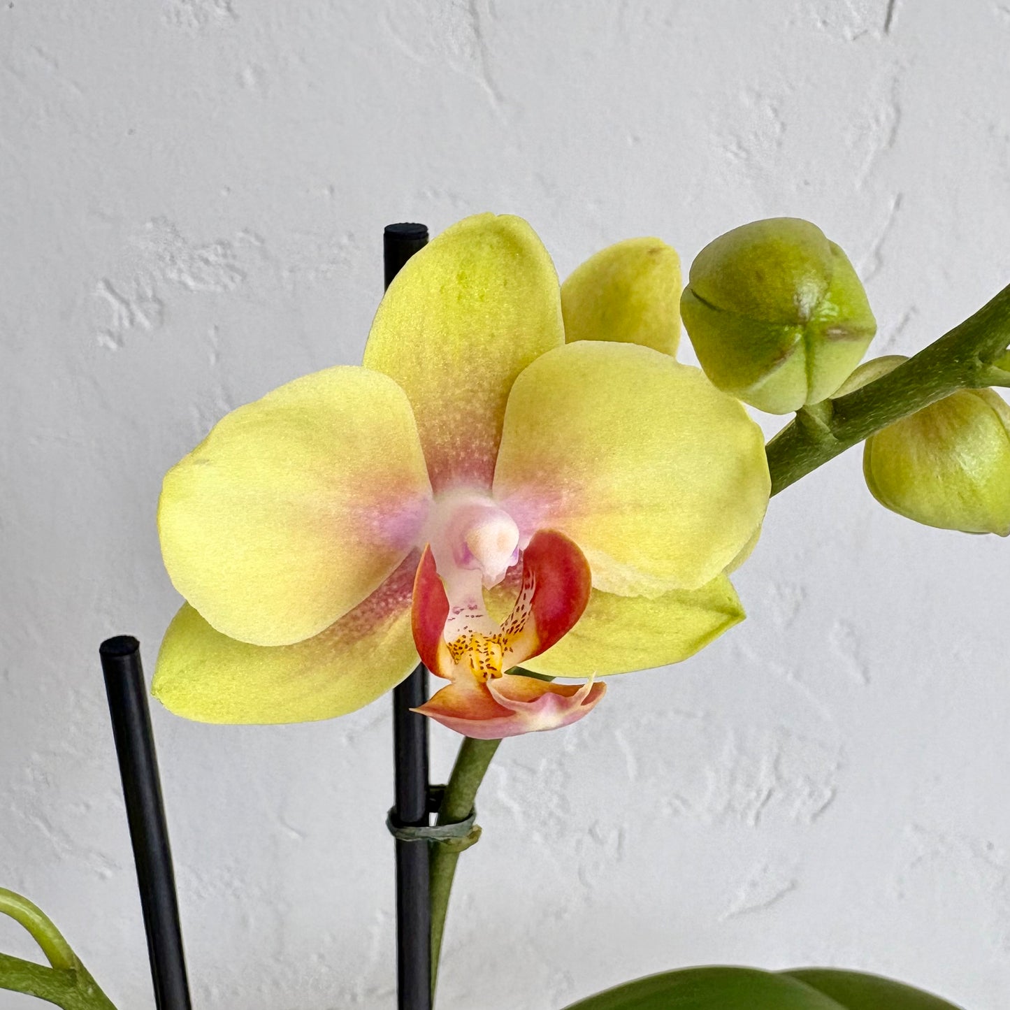 Mini Orchid - Citron