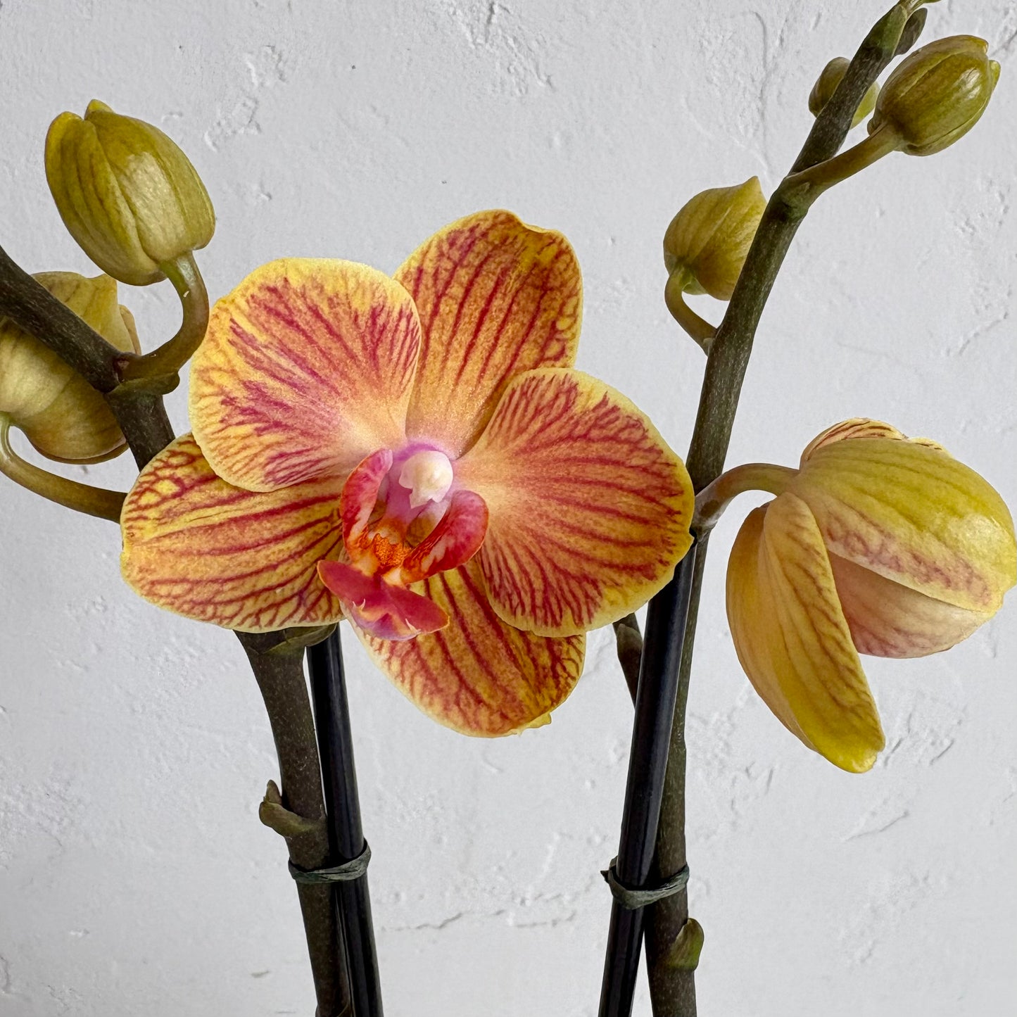 Mini Orchid - Sunset