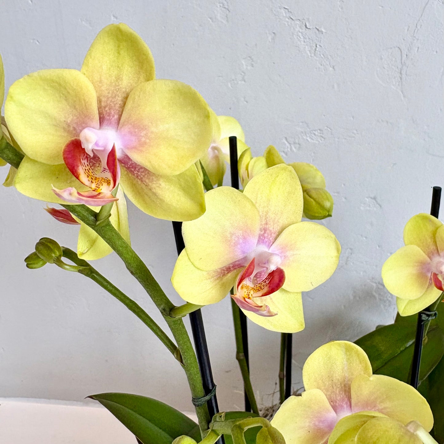 Triple Orchid Mini- Citron