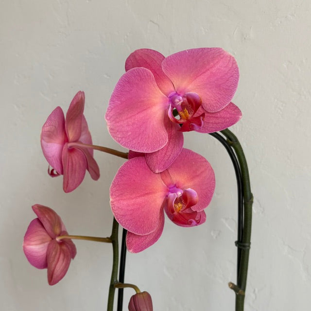 Raspberry Single Stem Orchid