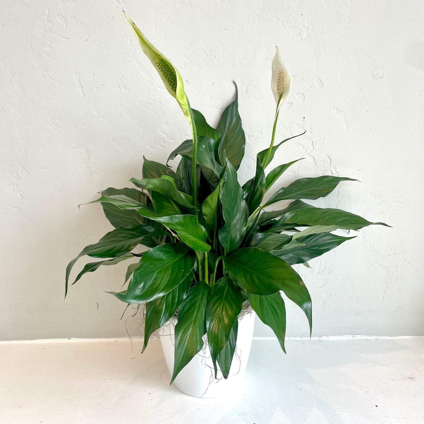Peace Lily in White Ceramic Pot