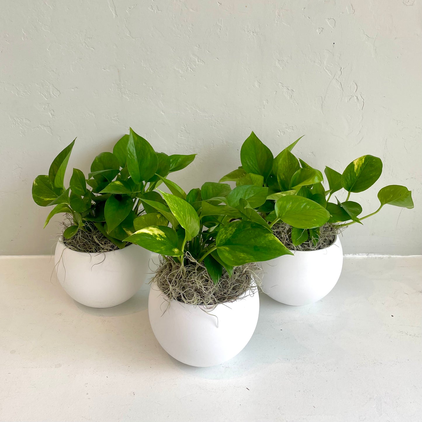Golden Pothos in White Sphere Pot