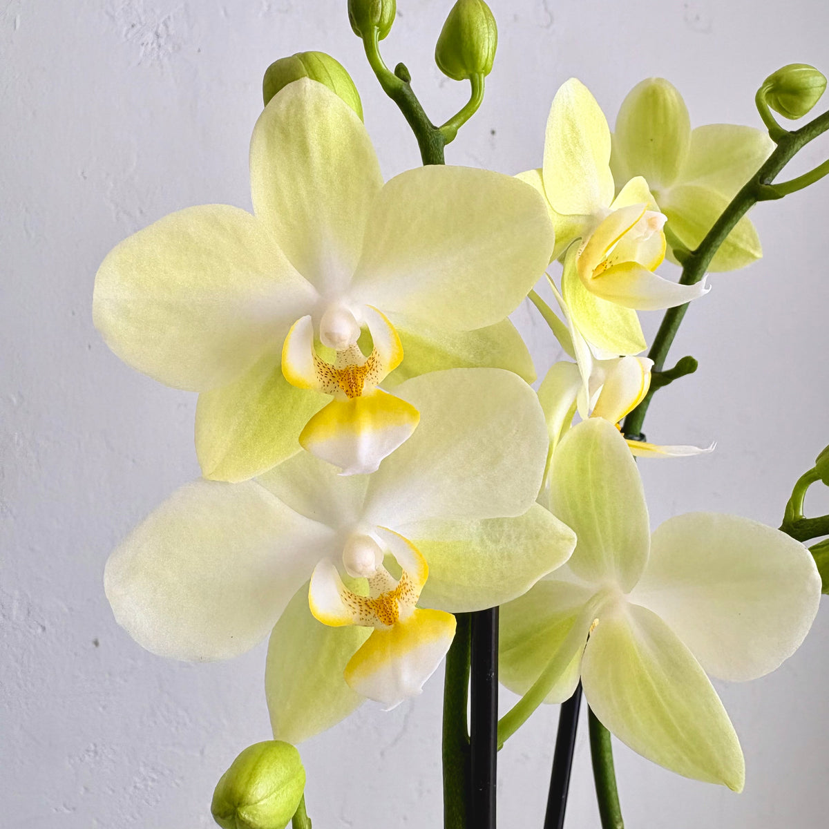 Mini Orchid - Citron
