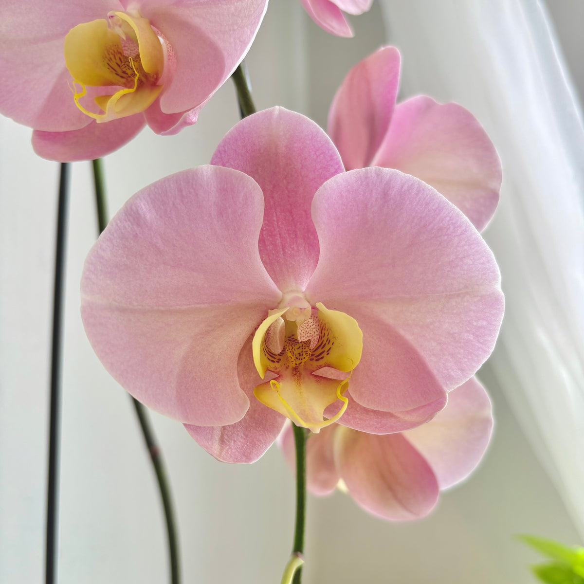 Dusty Rose Single Stem Orchid