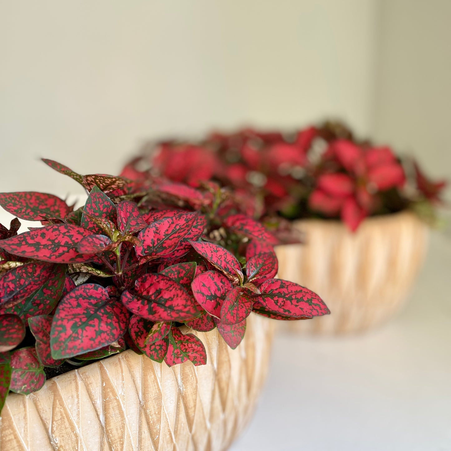Polka Dot Plant