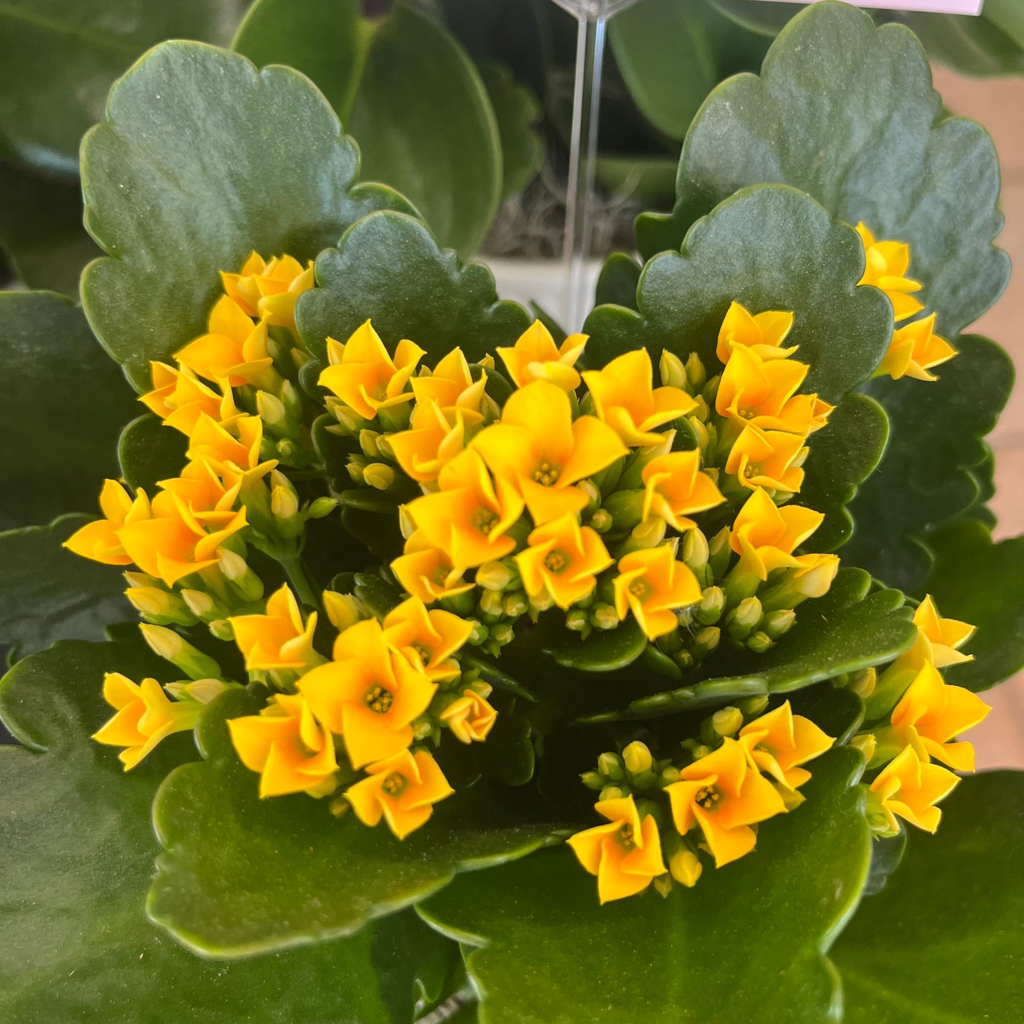 Kalanchoe in White Ribbed Pot