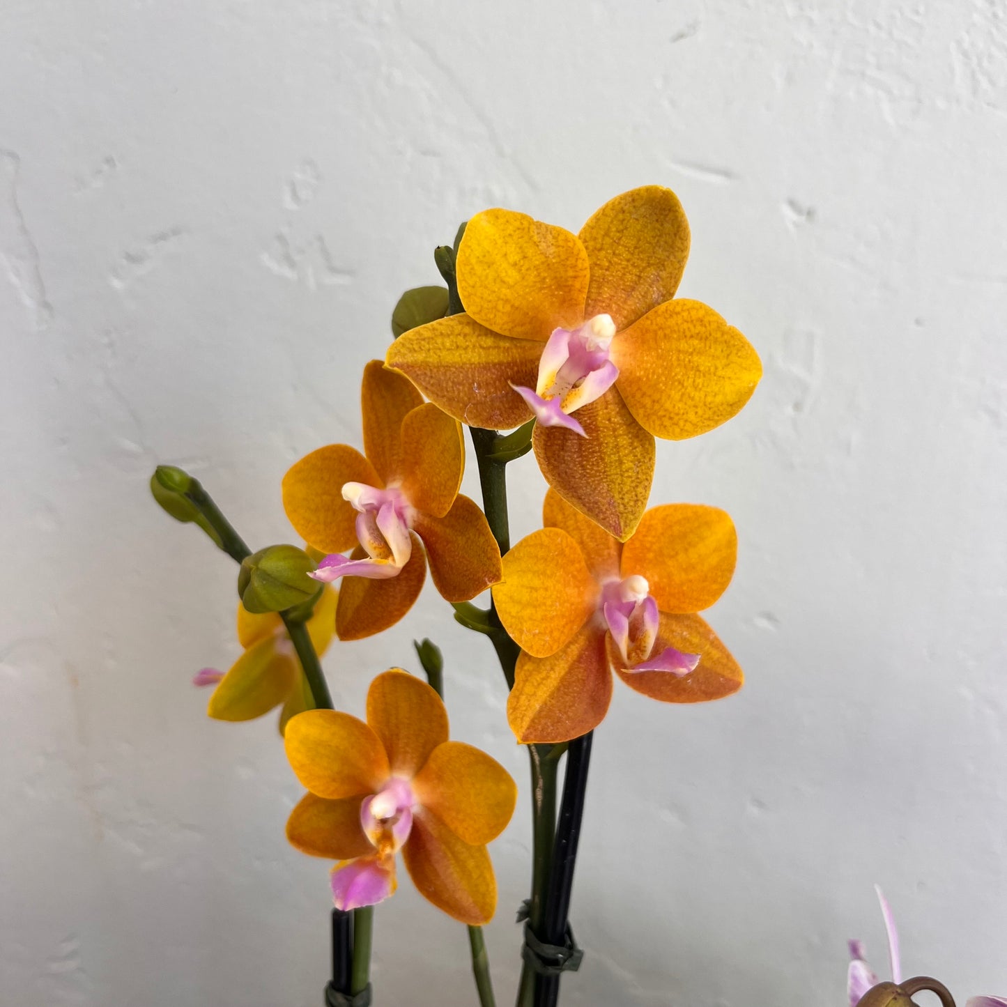 Mini Orchid - Gold Saffron