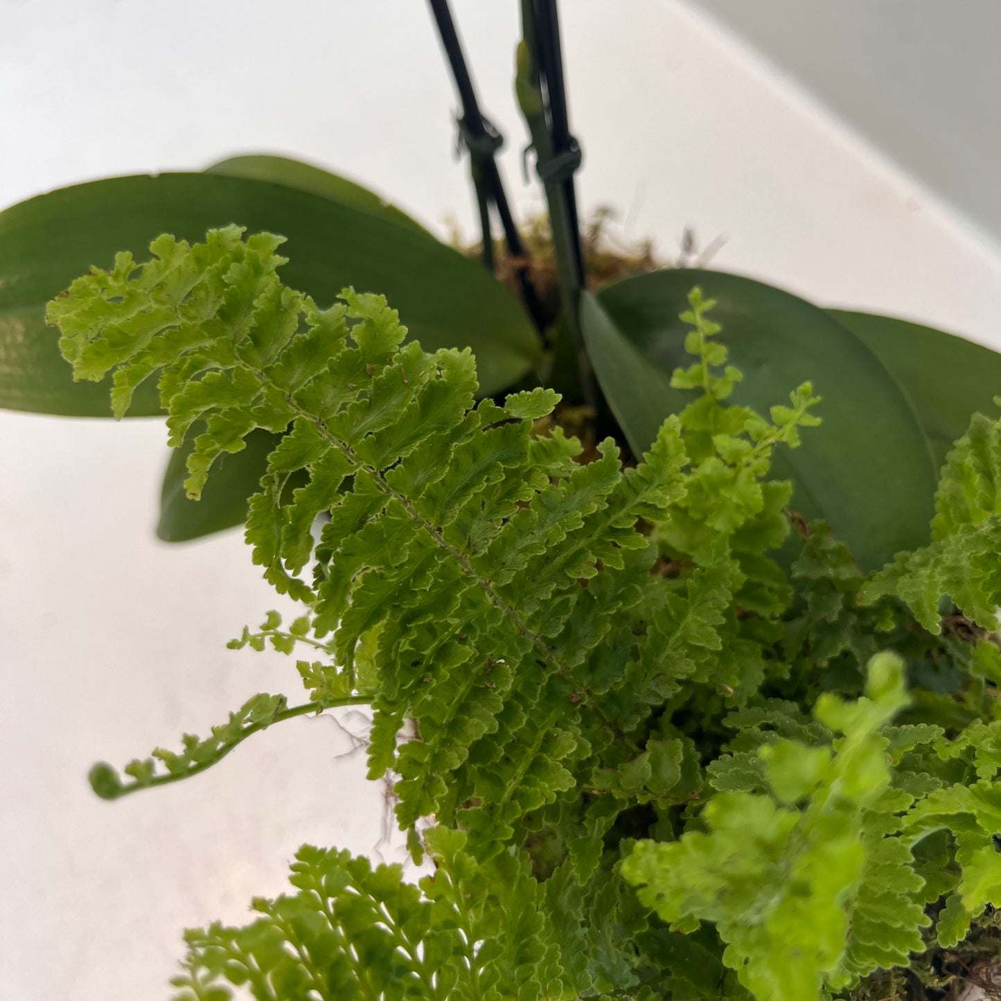 Mini Gold Saffron Orchid and Fern Planter