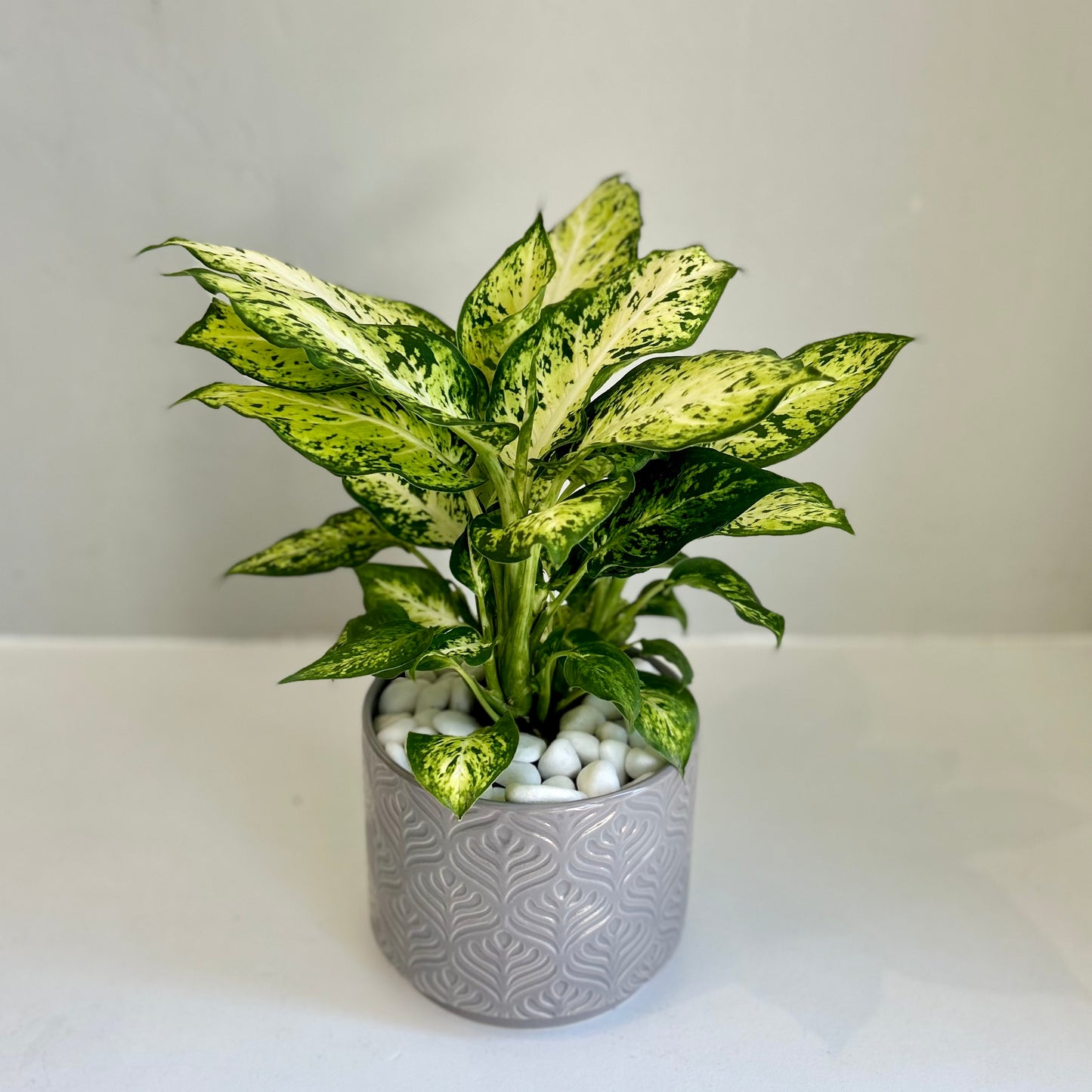 6" Dieffenbachia