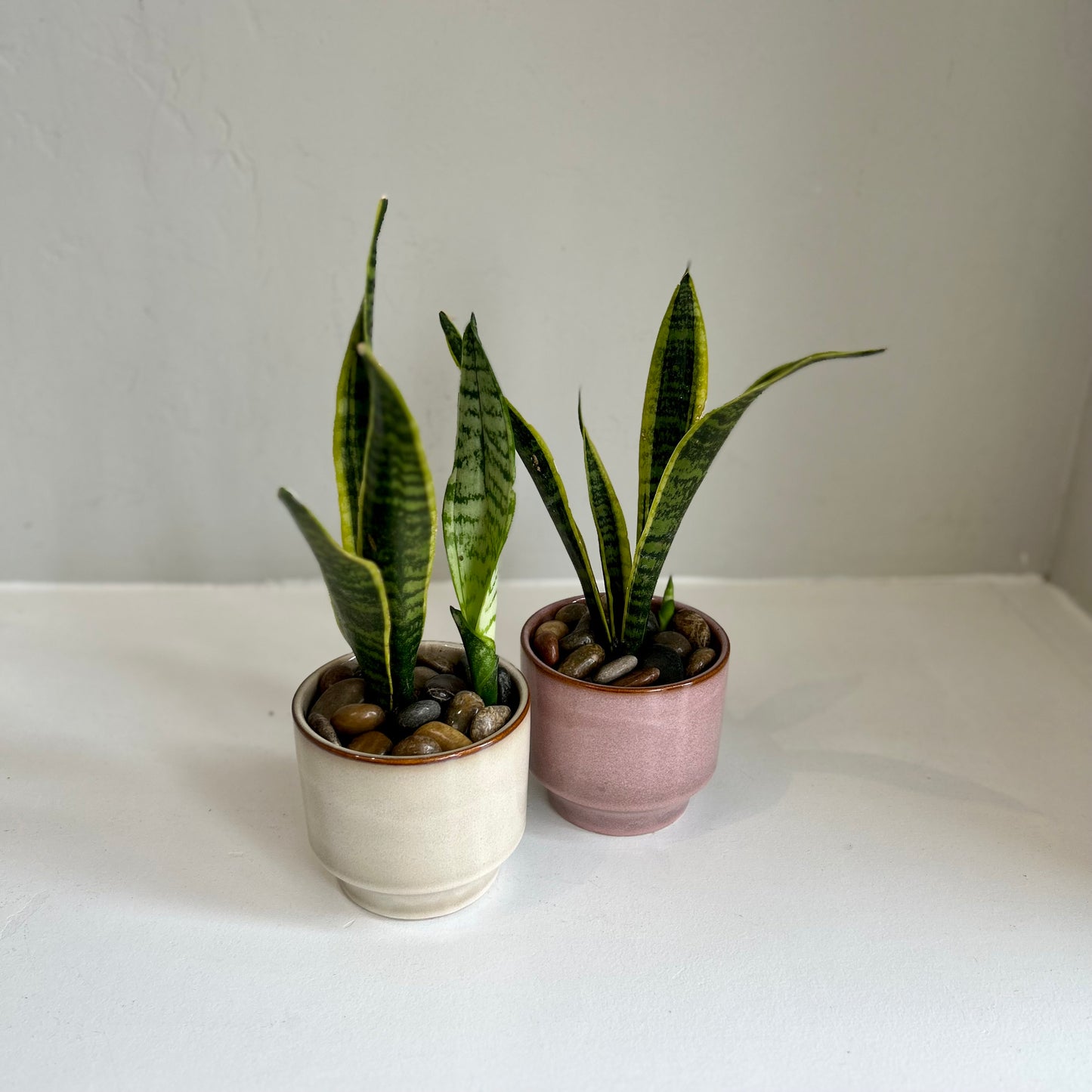 Sansevieria