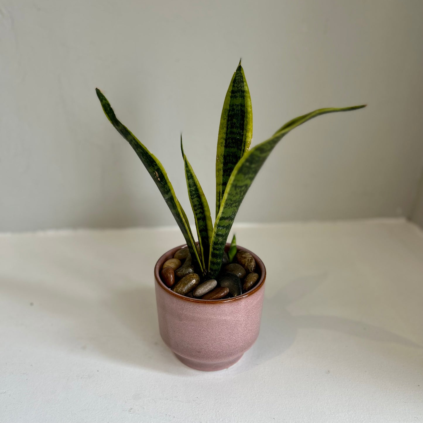 Sansevieria