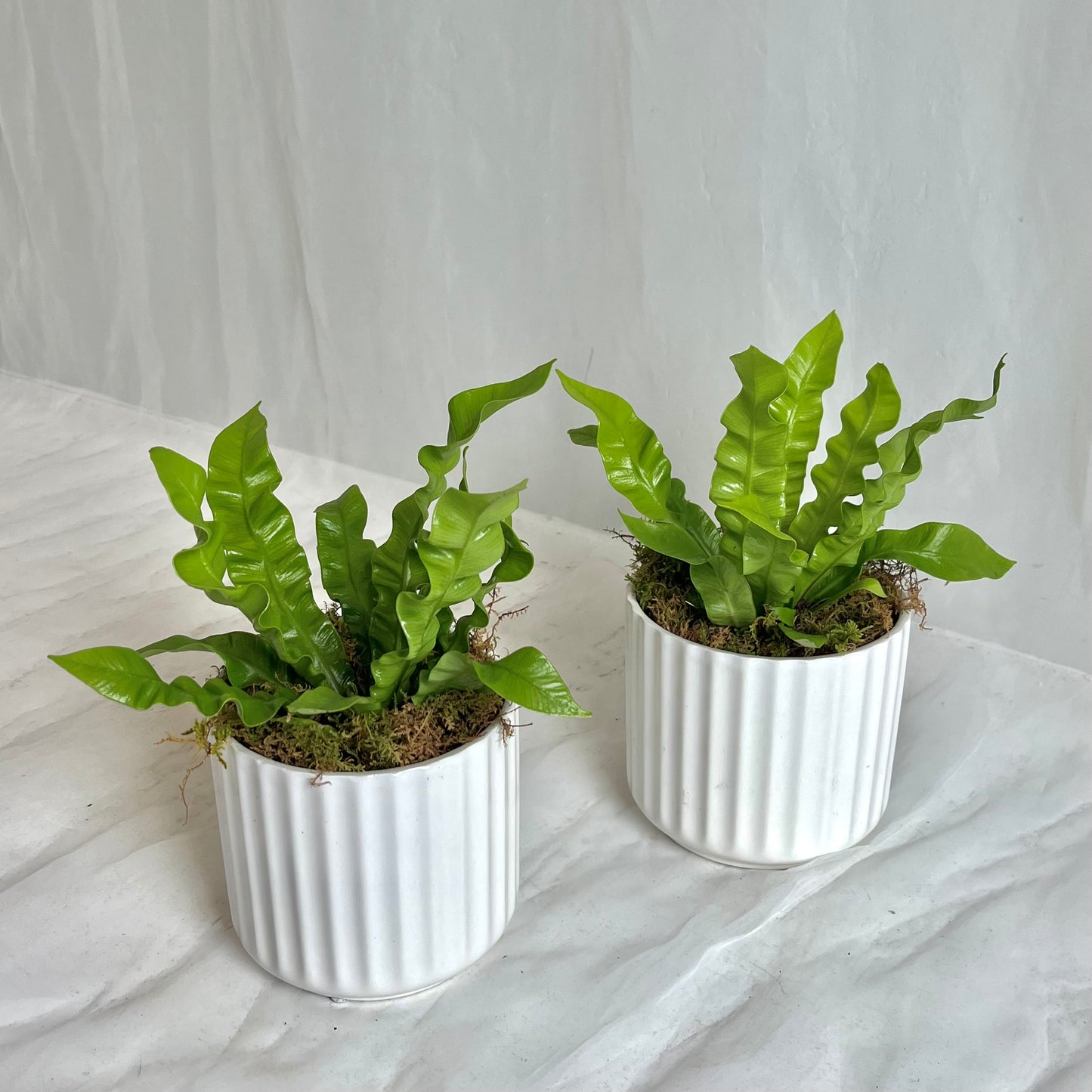 Crispy Wave Fern in Ribbed White Pot