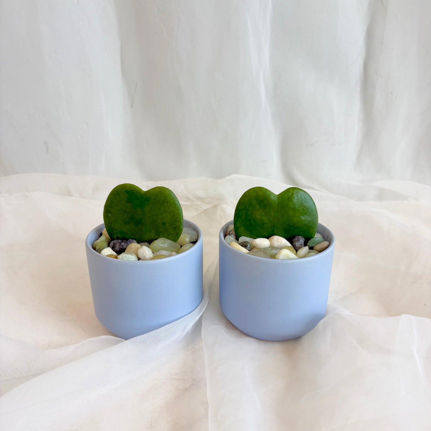 Sweetheart Hoya in Pastel Pot