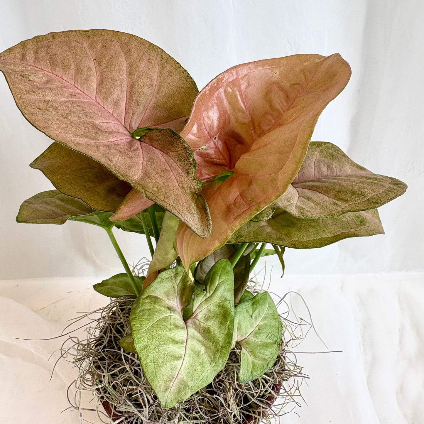 Butterfly Plant in Embossed Ivory Pot