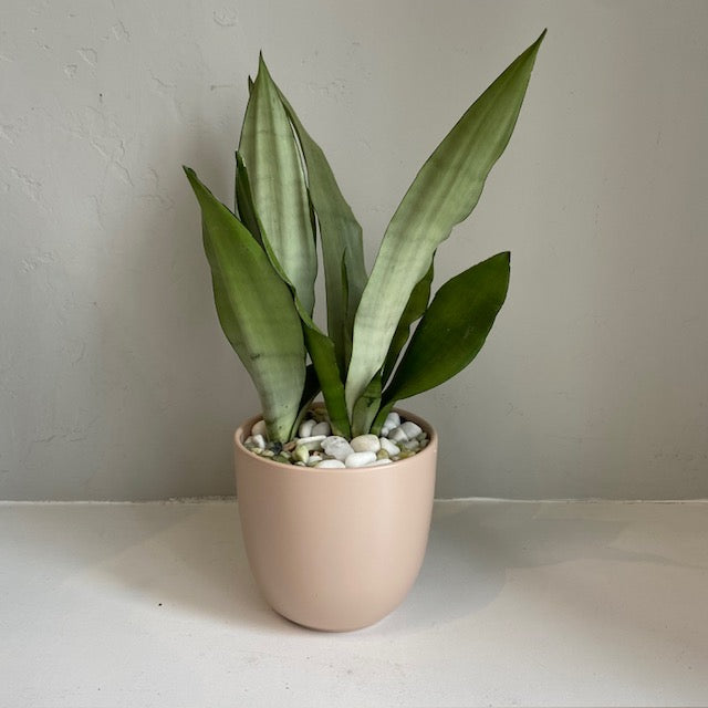 Moonshine Sansevieria