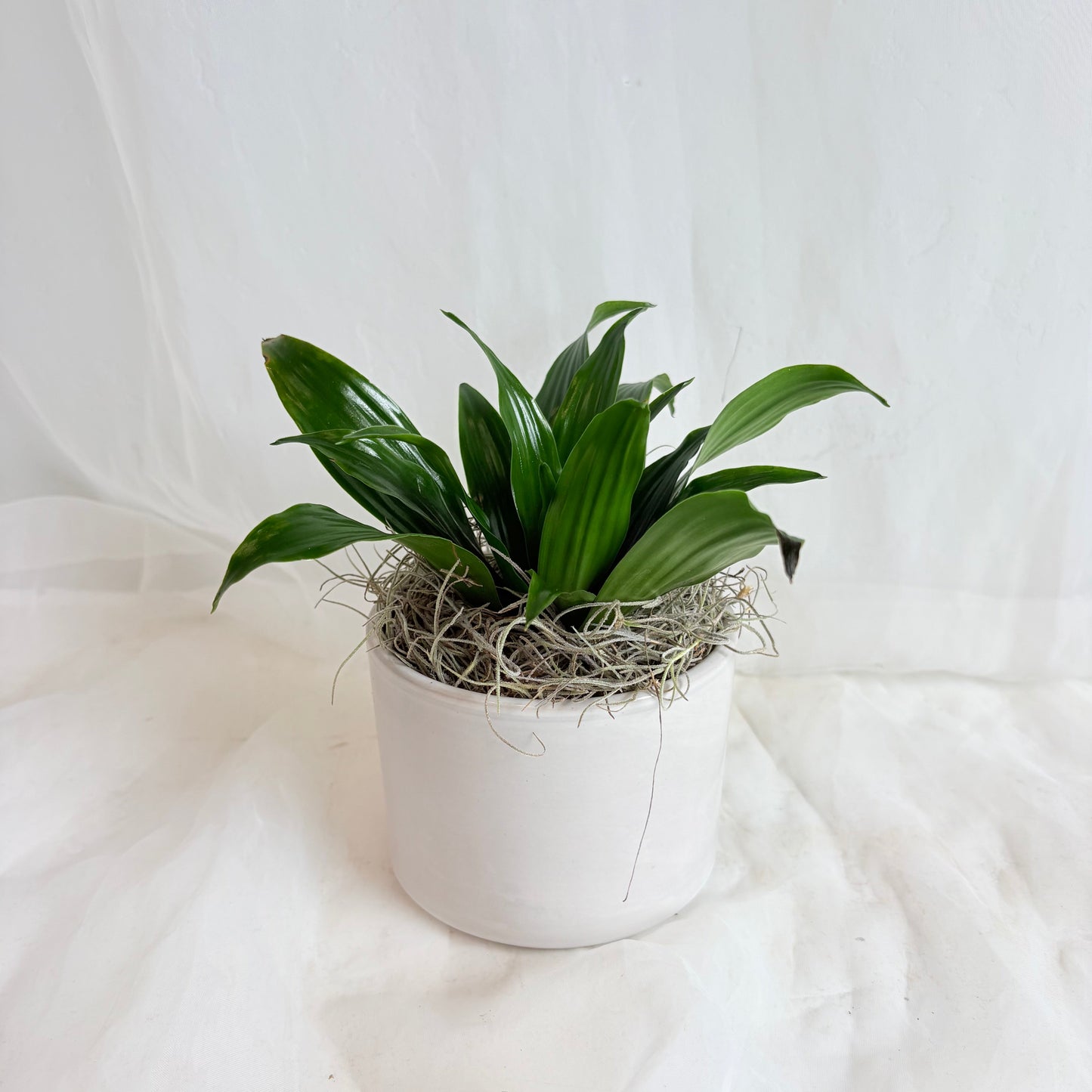Dracaena in Light Grey Pot