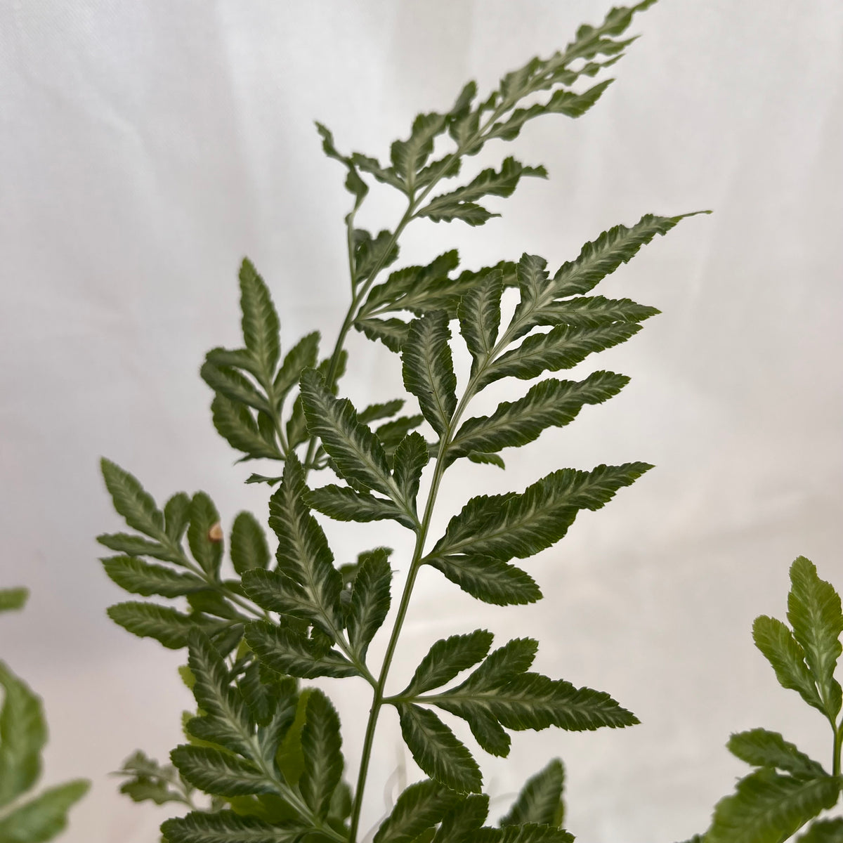 Silver Lace Fern in Grey pot