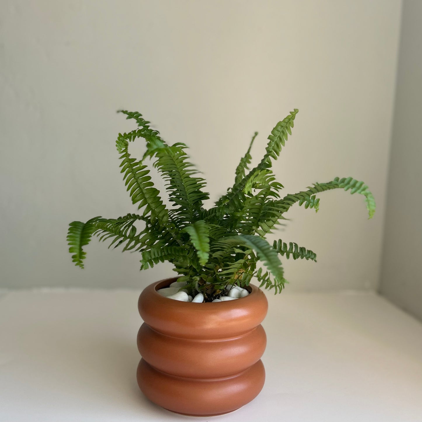 Boston Fern