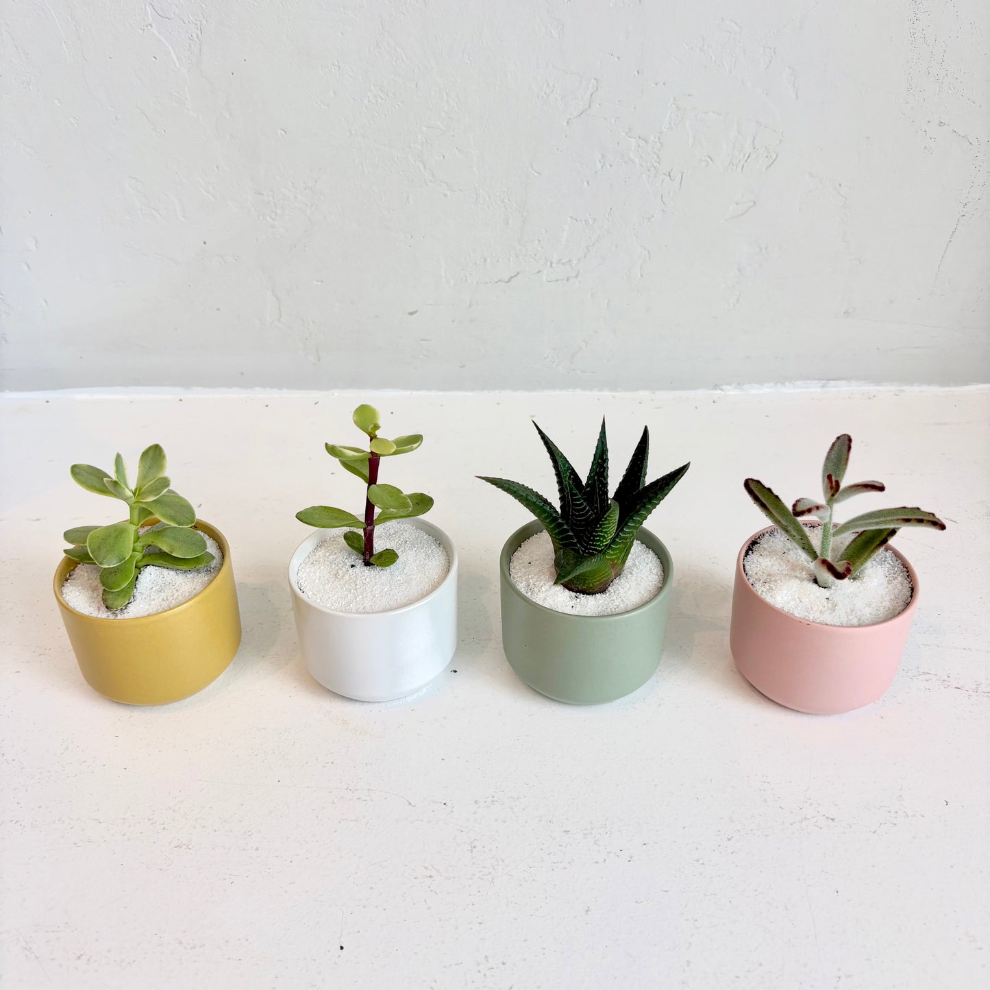 Mini Assorted Succulent in Pastel Pot