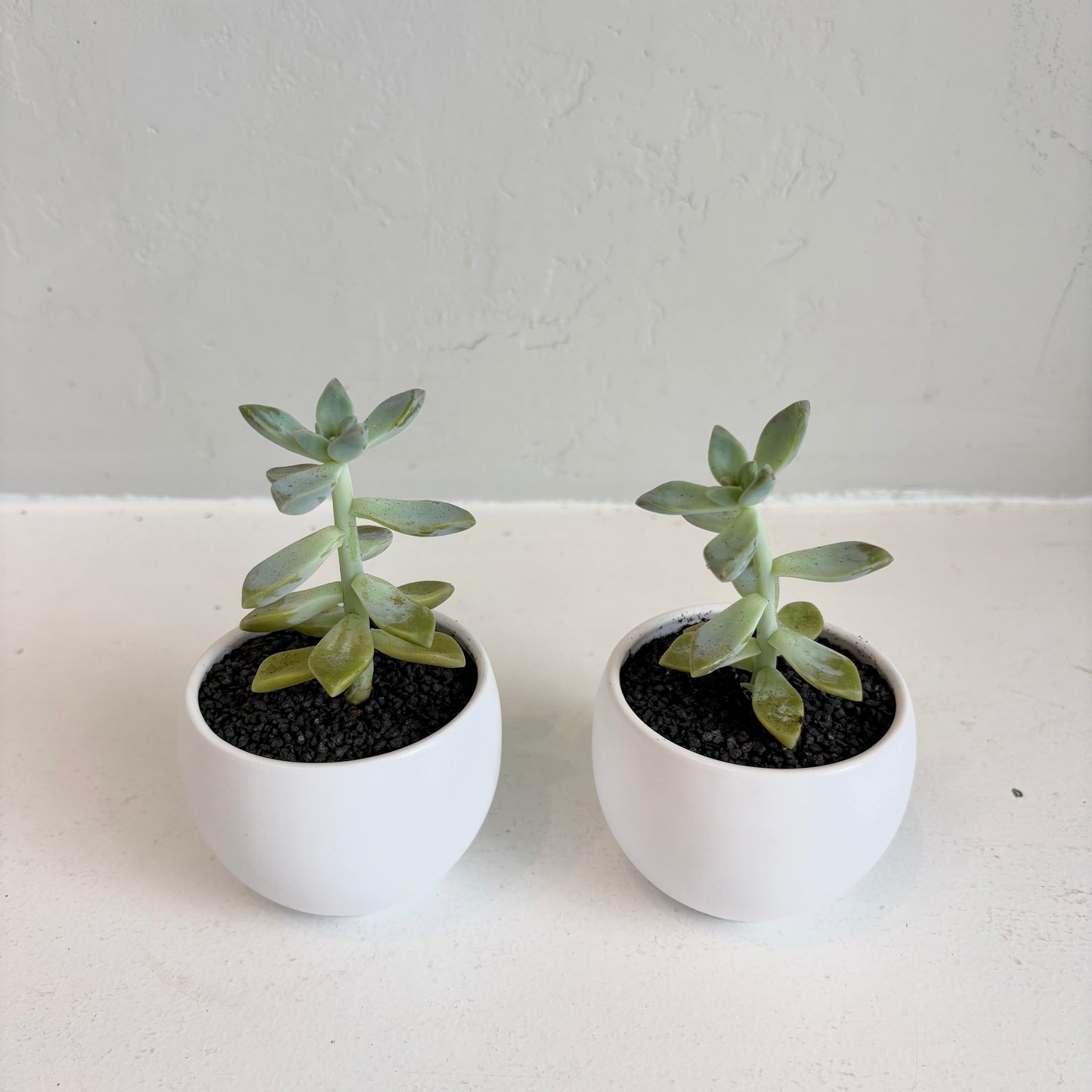 Mini Assorted Succulent in White Pot