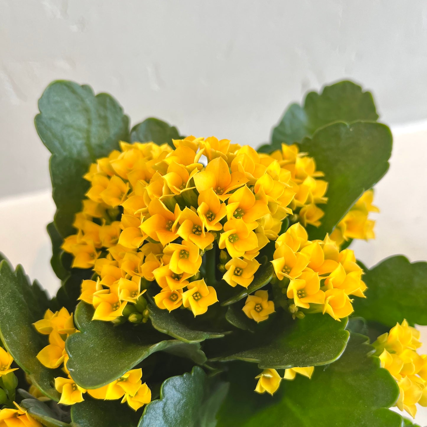 Double Kalanchoe in White Planter