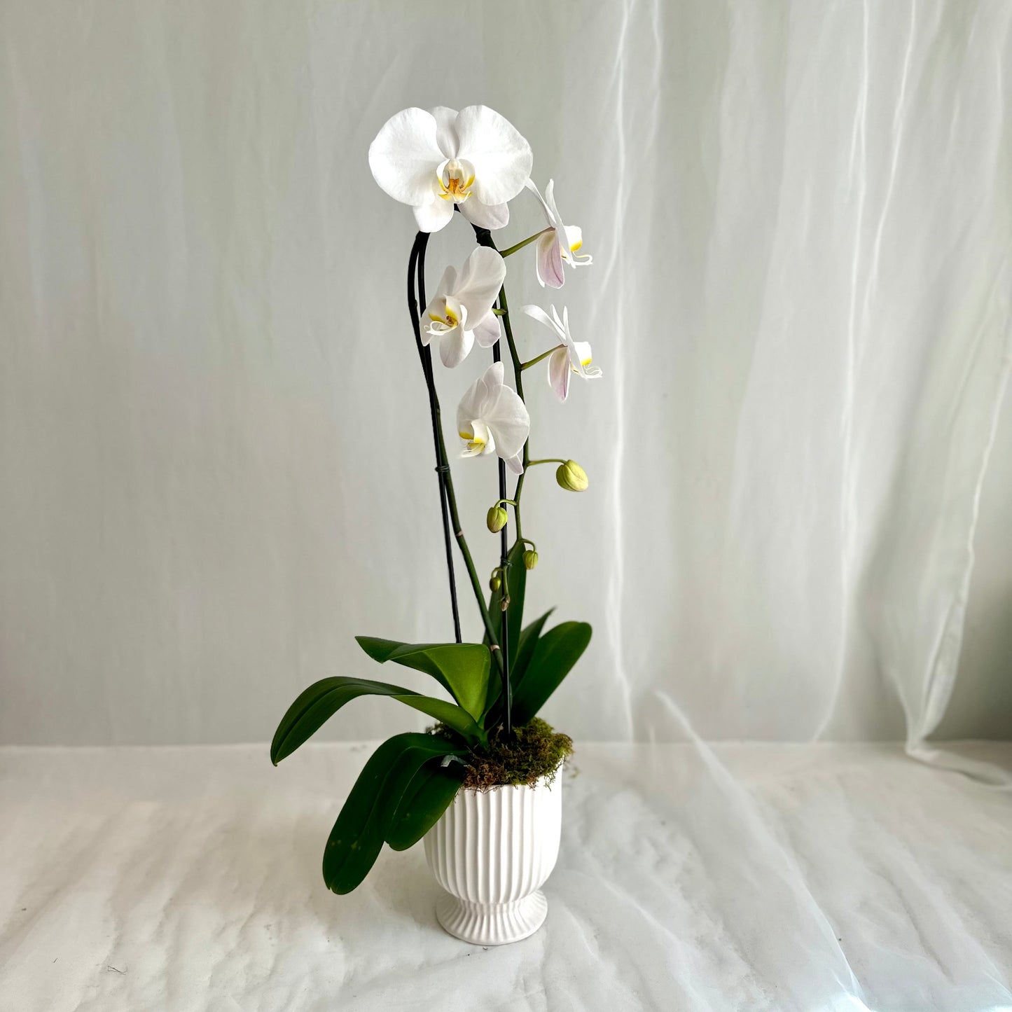 White Single Stem Orchid