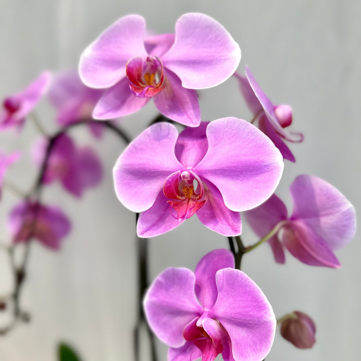 Blush Single Stem Orchid