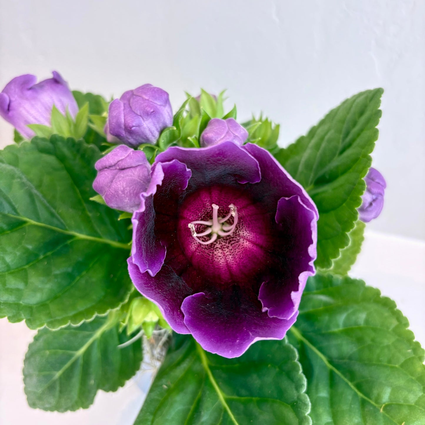 Gloxinia
