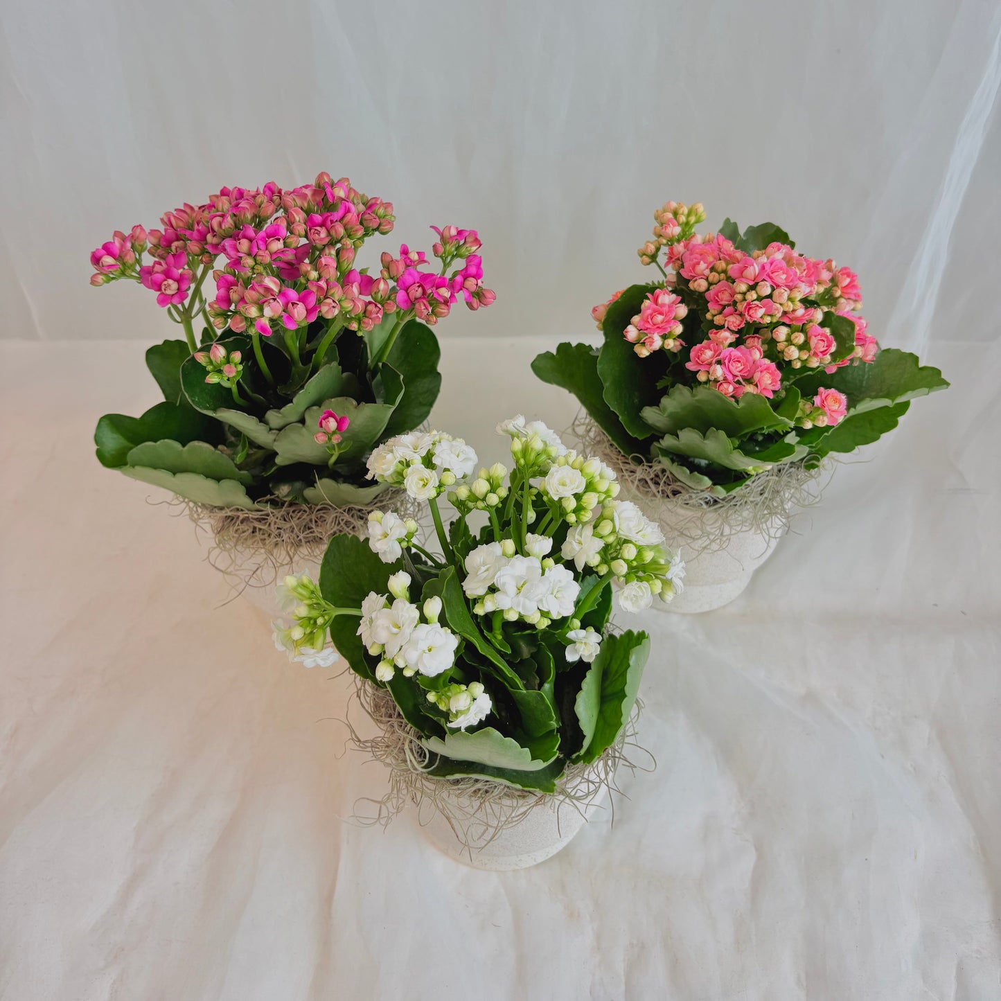Calandiva in White Footed Pot